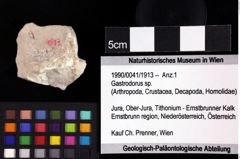 Foto (Objket + Etiketten) von Decapoda indet. 